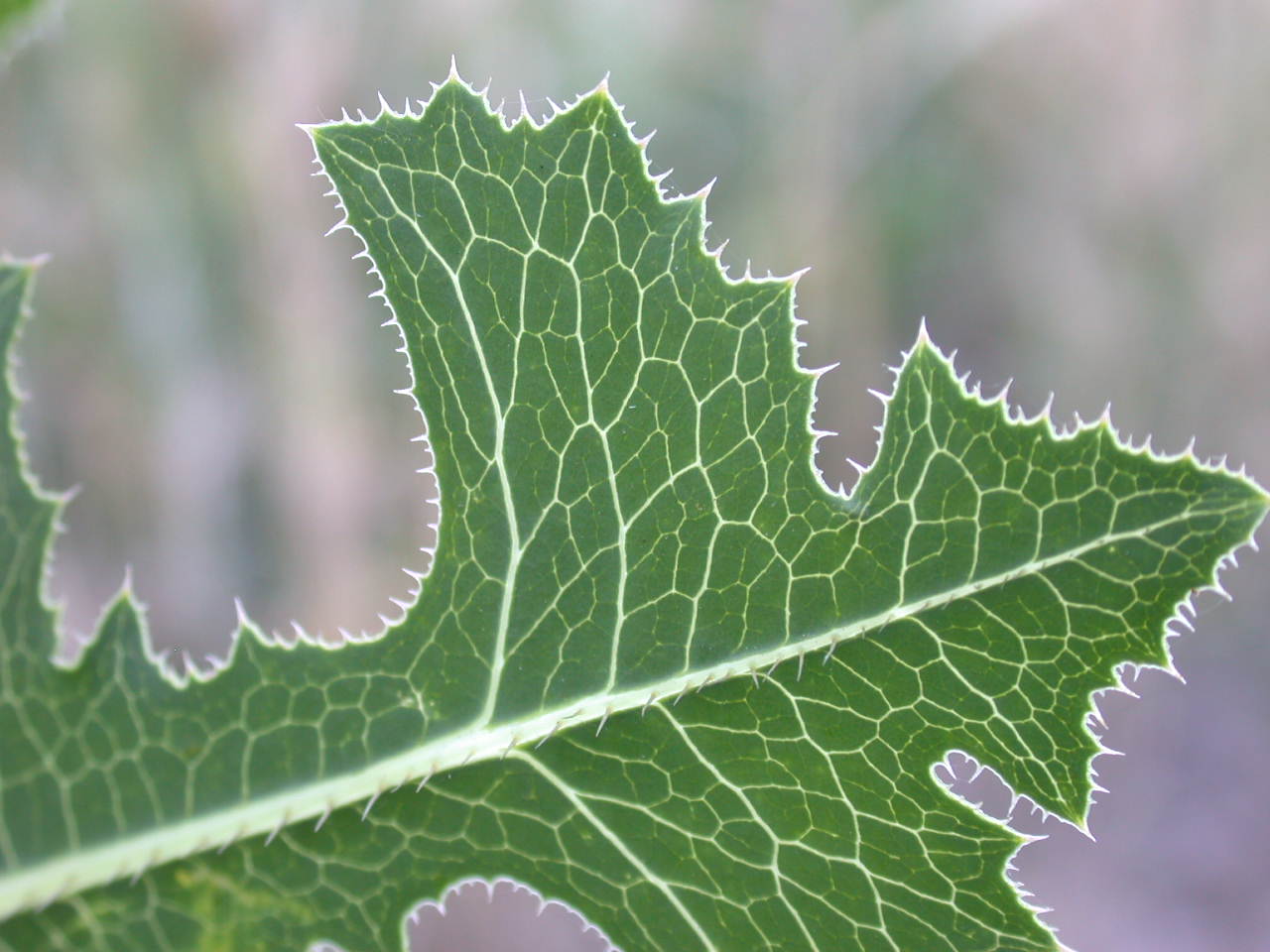 Lactuca sativa subsp. serriola / Lattuga selvatica